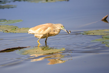 Sgarza ciuffetto (Ardeola ralloides) con preda catturata