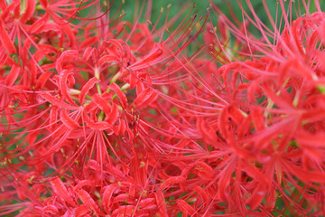 Cluster amaryllis