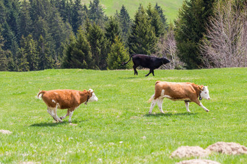 Fototapeta na wymiar three young bulls running on green meadow, trees, forest