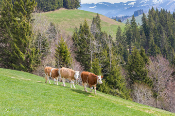 Fototapeta na wymiar three young bulls walking on green meadow, forest, mountains
