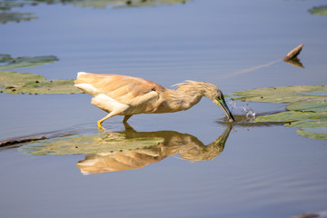 Sgarza ciuffetto (Ardeola ralloides) con preda catturata