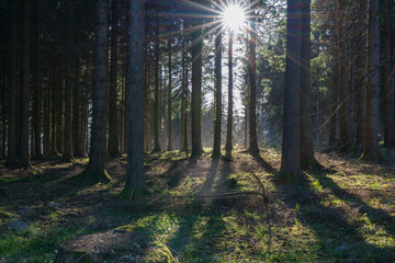 Wald in der Dämmerung