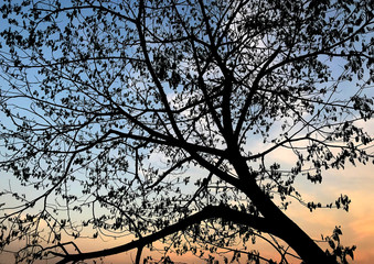 Tree branches silhouette sunset background