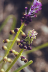 macro photos of natures perfect for wallpapers