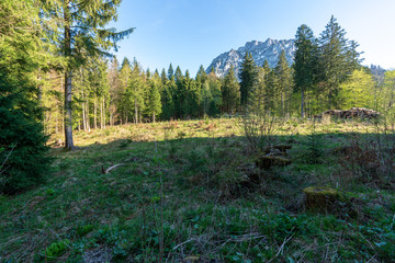 Waldlichtung