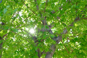 新緑を見上げて