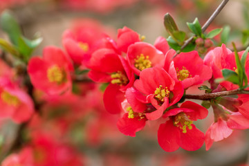 Fototapeta na wymiar Springtime. Beautiful blossom tree.