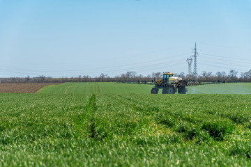 Tractor spraying wheat field.