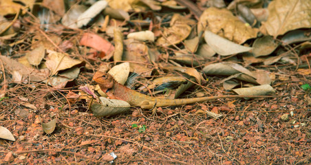 Orange lizard on ground. Brown iguana in wild nature. Mimicry skin. Exotic animal in natural environment.