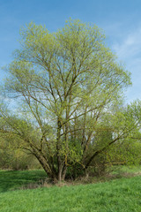 Fototapeta premium Weiden in einem Naturschutzgebiet