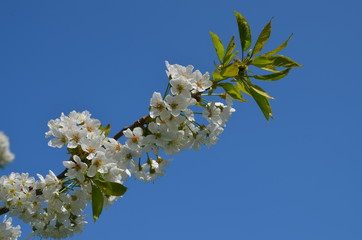 Kirschblüte