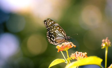 Beautiful Butterfly 