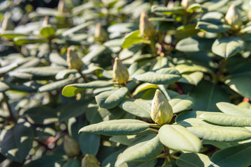 Many rhododendron buds from close