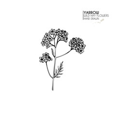 Hand drawn wild hay flowers. Yarrow milfoil. Medical herb. Vintage engraved art. Botanical illustration. Good for cosmetics, medicine, treating, aromatherapy, nursing, package design field bouquet. © logaryphmic
