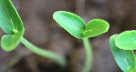 Cucumber sprouts in the field and farmer seedlings in the farmer's garden , agriculture, plant and life concept