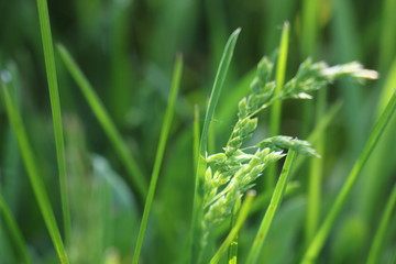 green grass texture field background sunshine wonderfull summer day