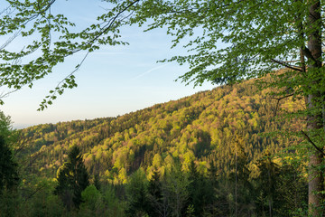 Obraz premium Mischwald am Gegenhügel