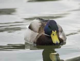 Kaczka na wodzie 
