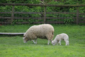 White Sheep - Ewe with Lamb feeding