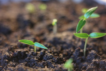 plant growing isolated on white timelapse