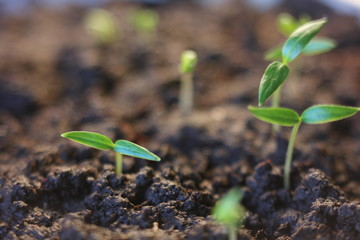 plant growing isolated on white timelapse