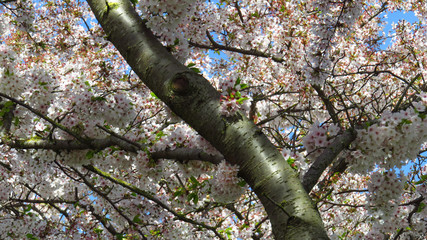 Pink and White Spring-Blooming Trees