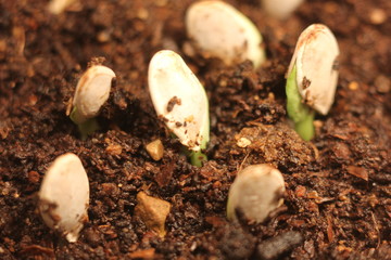 plant growing isolated on white timelapse