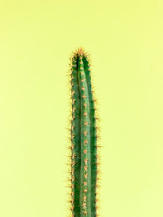 Cactus.Fashion Design. Minimal Stillife. Trendy Bright Colorful.