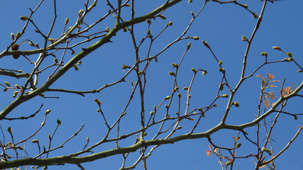 Tree Buds Against Blue Sky