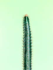 Cactus.Fashion Design. Minimal Stillife. Trendy Bright Colorful.