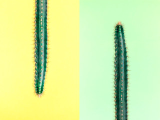 Cactus.Fashion Design. Minimal Stillife. Trendy Bright Colorful.