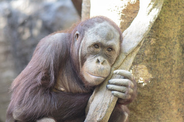 You've been somewhere else all morning, monkey