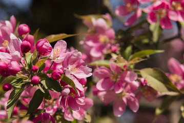 Blühende Kirschblüten, viele rosa Blüten, schöne Blüten im Frühjahr, Kirsche, Apfel, asien