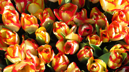 Yellow and Red Tulips in a Flowering Tulip Field