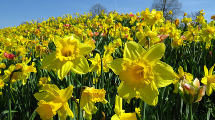 Yellow Narcissus Blooming During Spring Against Blue Sky