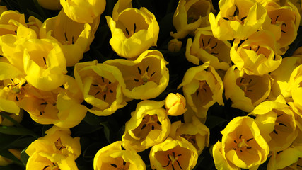 Yellow Tulips in a Tulip Field