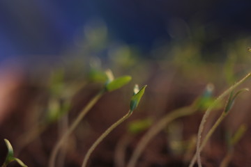green plant sprout growing germinating from seed springtime summer wonderful nature isolated on white