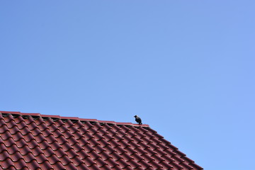 Dohle auf dem Dach 