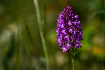 purple flower