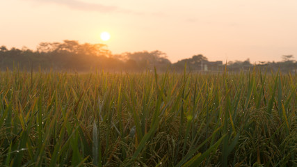 rice field in the morning with the yellow sun and green grass