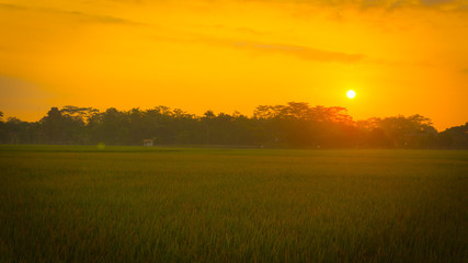 rice field in the morning with the yellow sun and green grass
