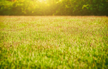 Naklejka na ściany i meble The morning sun shining on a green grass natural background texture, Close-up on a green lawn.