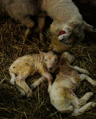 Sheep mother and newborn