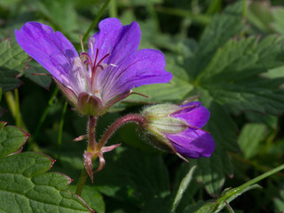 Fototapeta na wymiar Mountain flower
