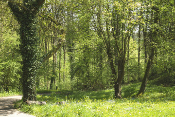 Spring in the woodland