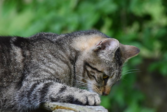 Katze auf der Lauer