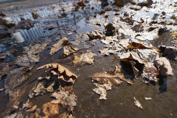 Fallen last year's leaves lying in the spring puddle