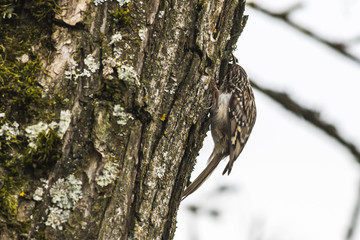 Obraz premium Gartenbaumläufer (Certhia brachydactyla)
