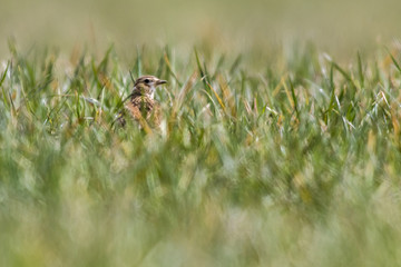 Feldlerche (Alauda arvensis)