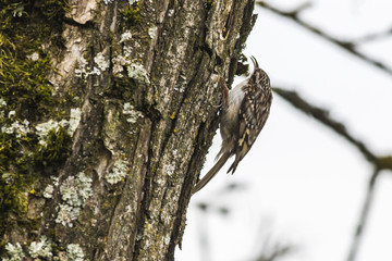 Gartenbaumläufer (Certhia brachydactyla)